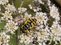 Totenkopf-Schwebfliege